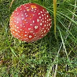 Penzion U Pejska A Kocicky 3*