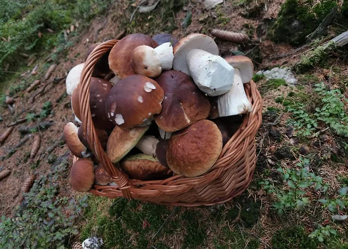 Gasthuis U Pejska A Kocicky