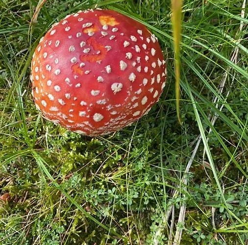 Gasthuis U Pejska A Kocicky 3*